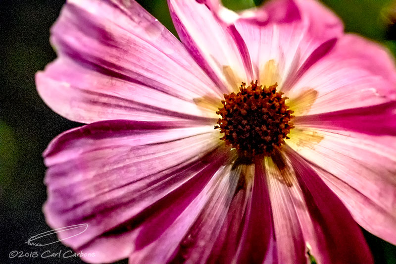 10/07/2018 - _N9A5049.jpg
