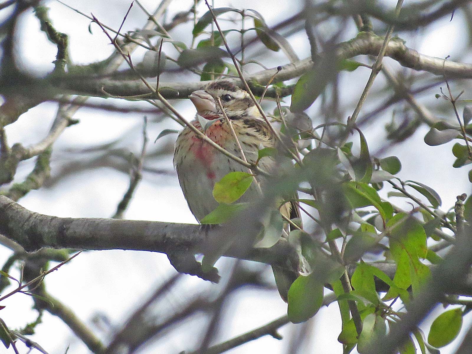 Rose-breasted Grosbeak
