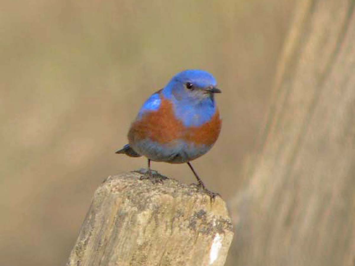 Western Bluebird