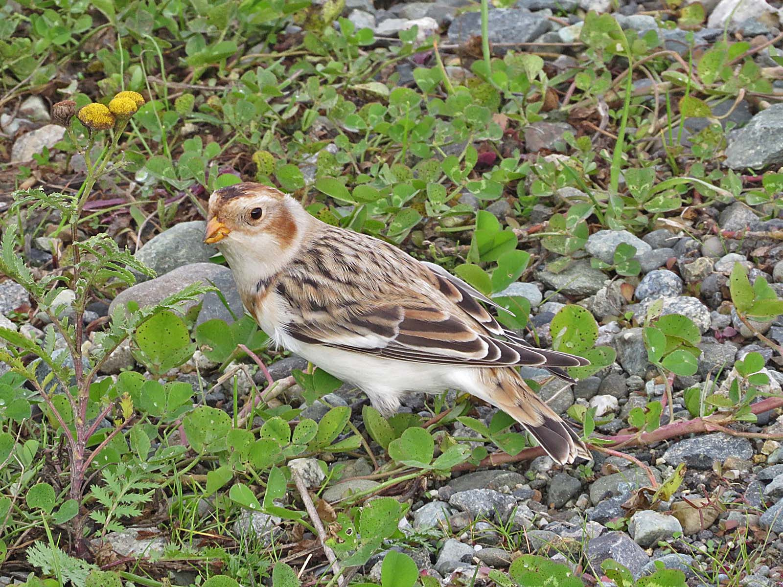 Snow Bunting