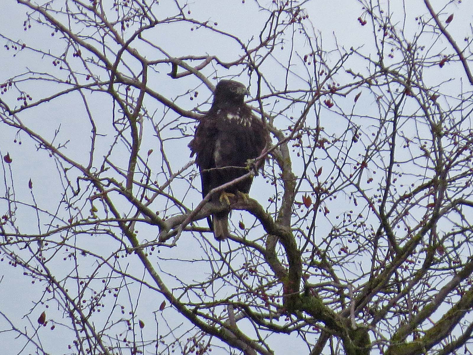 Dark morph Harlans Red-tailed Hawk