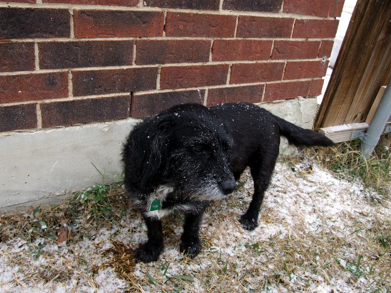 Annabelle does not like this white stuff