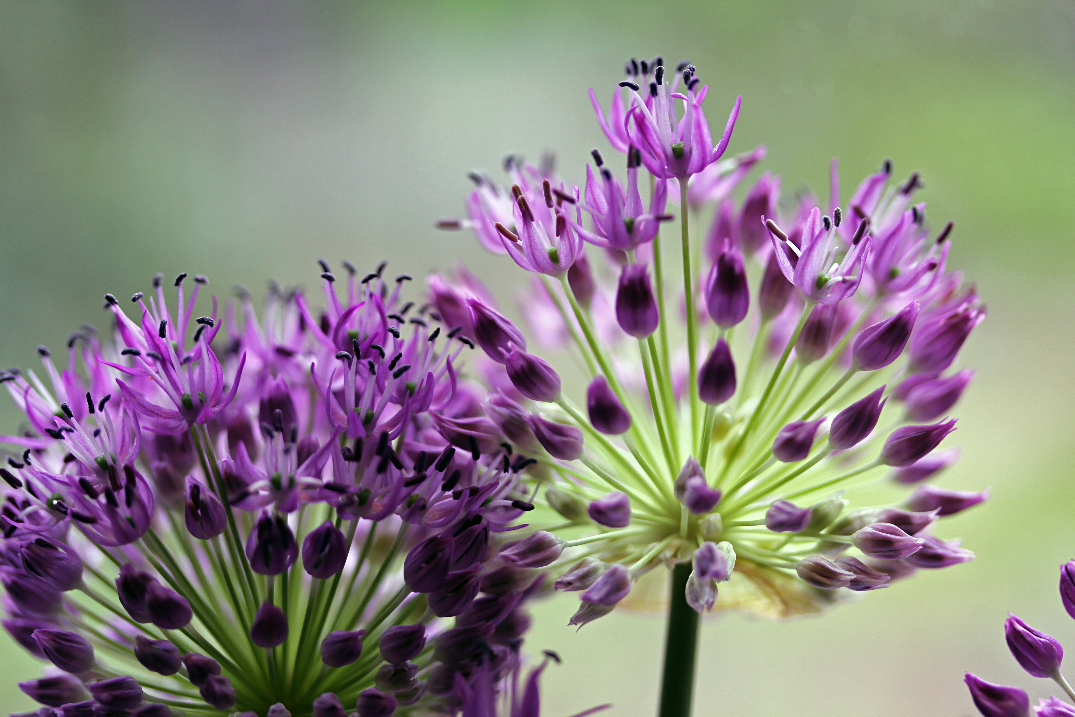 globe allium