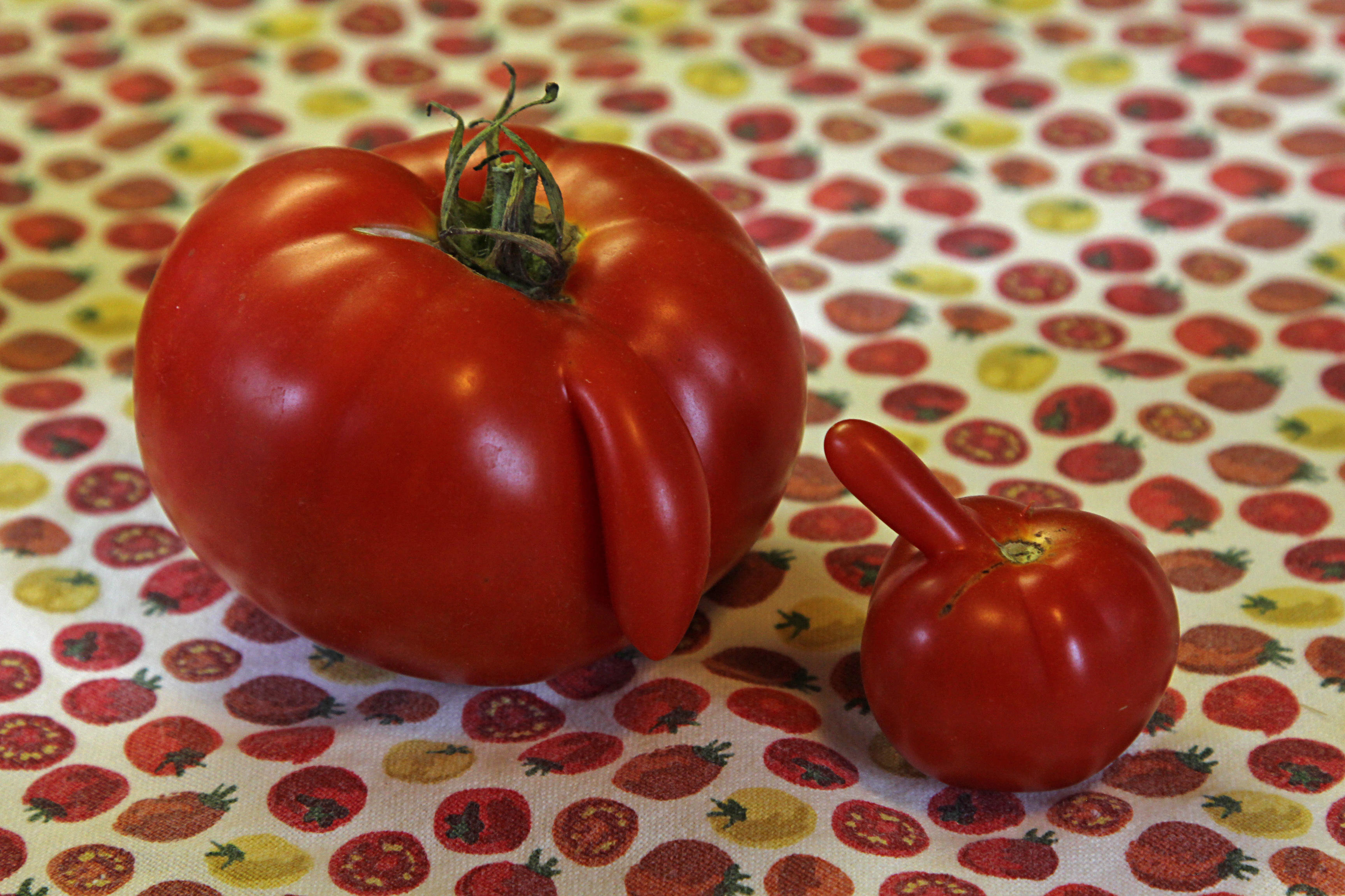 silly tomatoes!