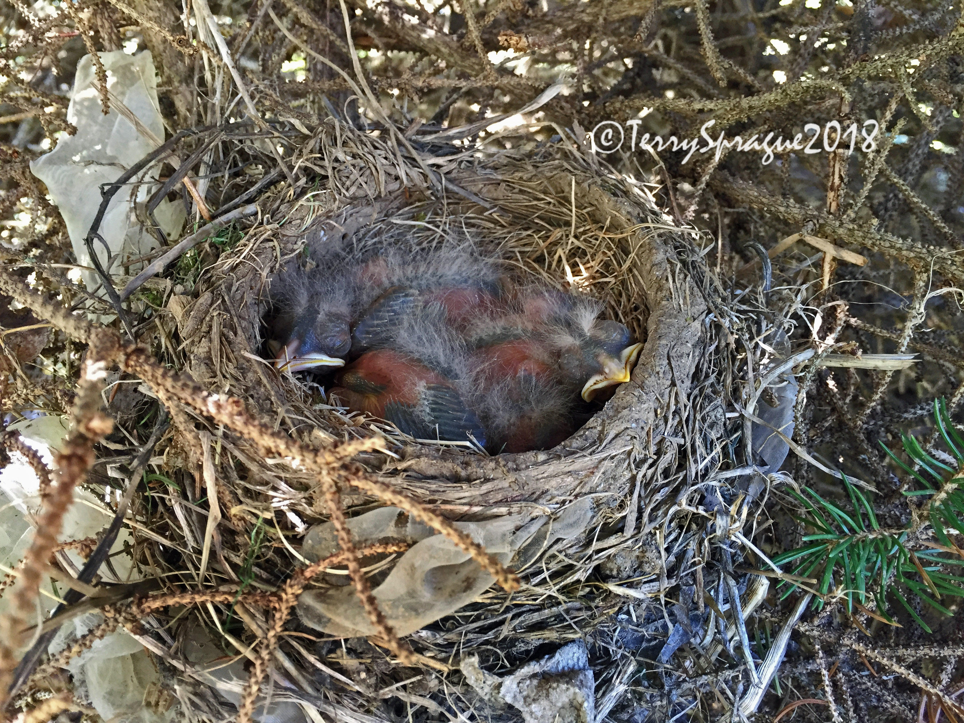 the robin babies are fuzzing up and filling the nest!