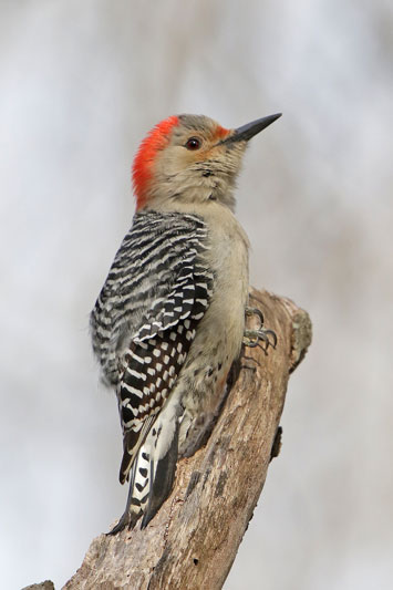 Red-bellied Woodpecker