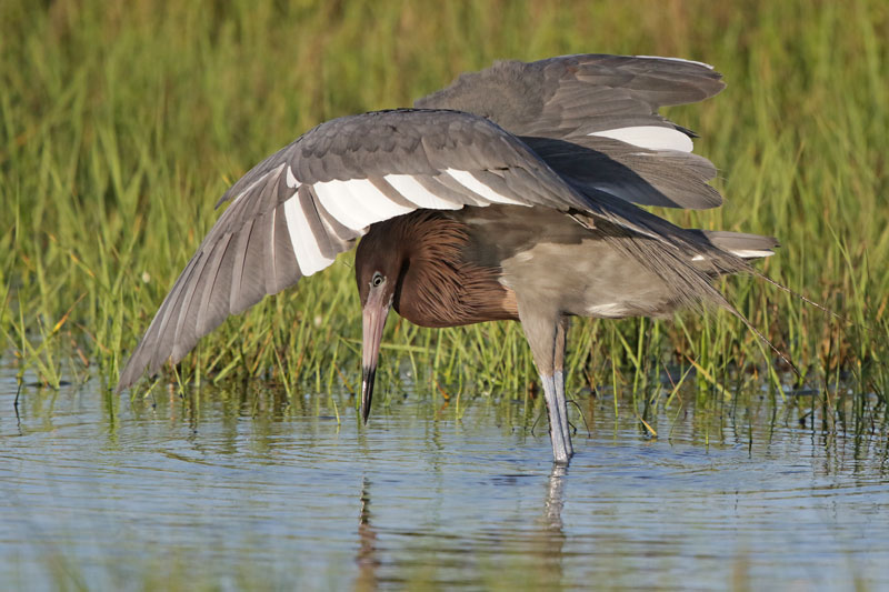 Reddish Egret