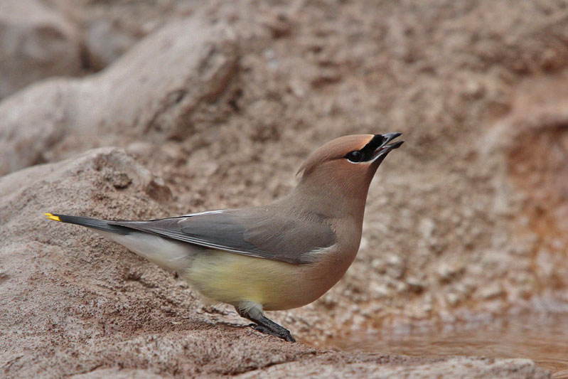 Cedar Waxwing