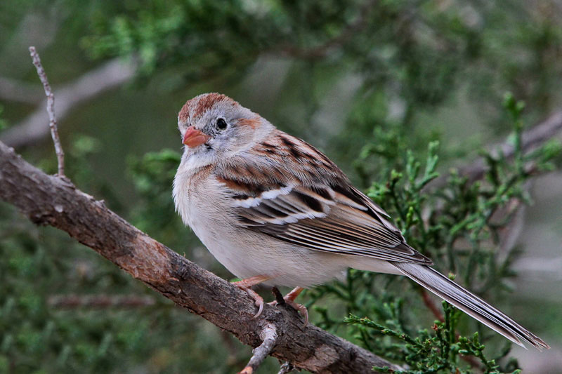 Field Sparrow