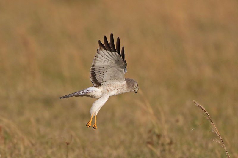 Northern Harrier