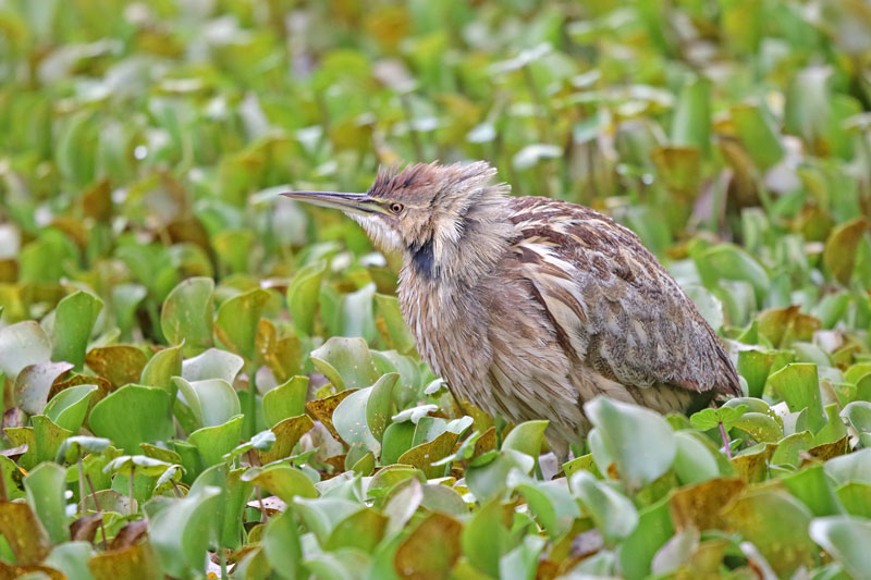 American Bittern