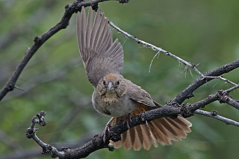 Canyon Towhee