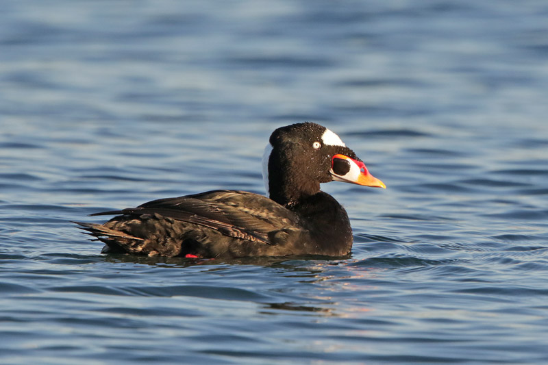 Surf Scoter