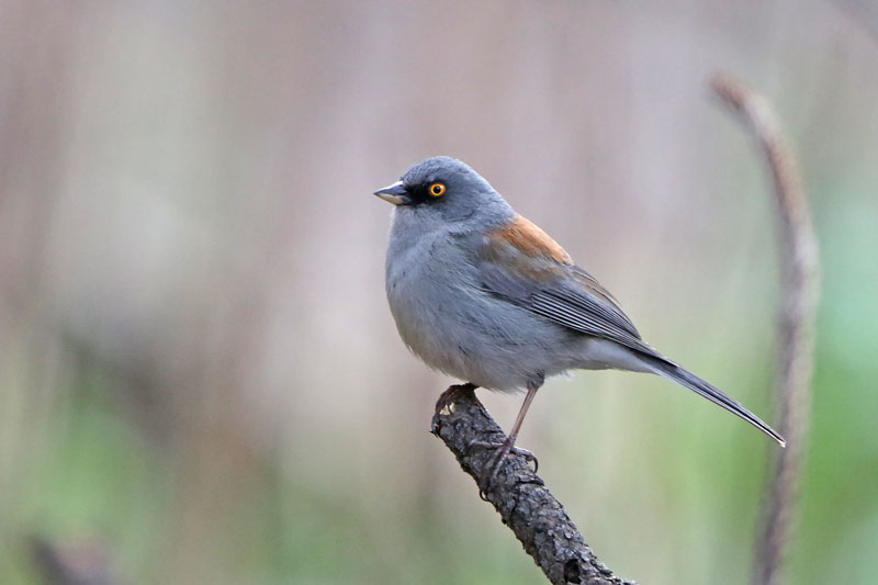 Yellow-eyed Junco