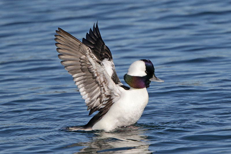 Bufflehead