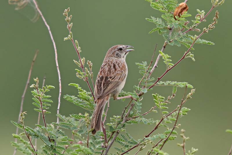 Botteri's Sparrow