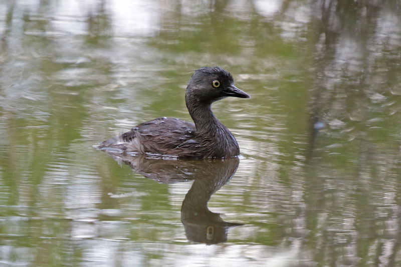 Least Grebe