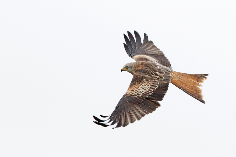 Red Kite