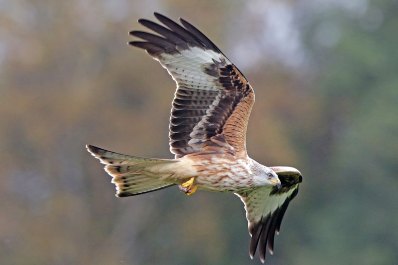Red Kite