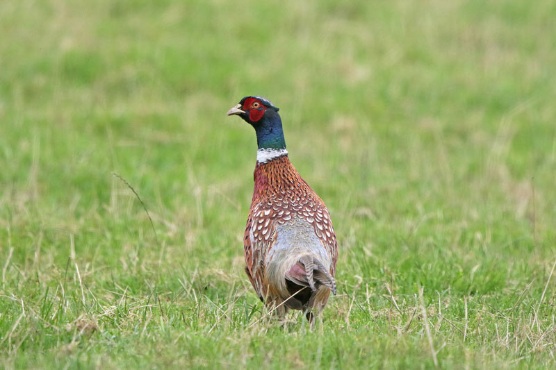 Ring-necked Pheasant
