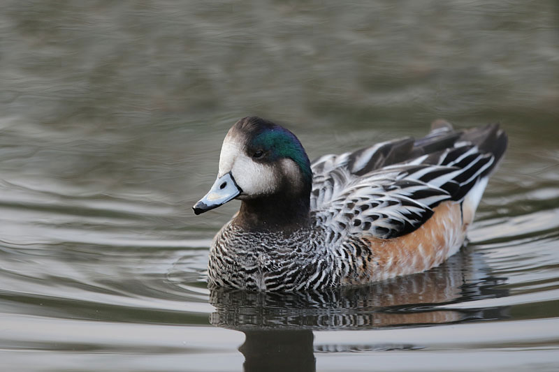 Chiloe Wigeon