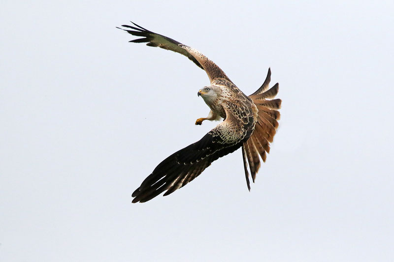 Red Kite