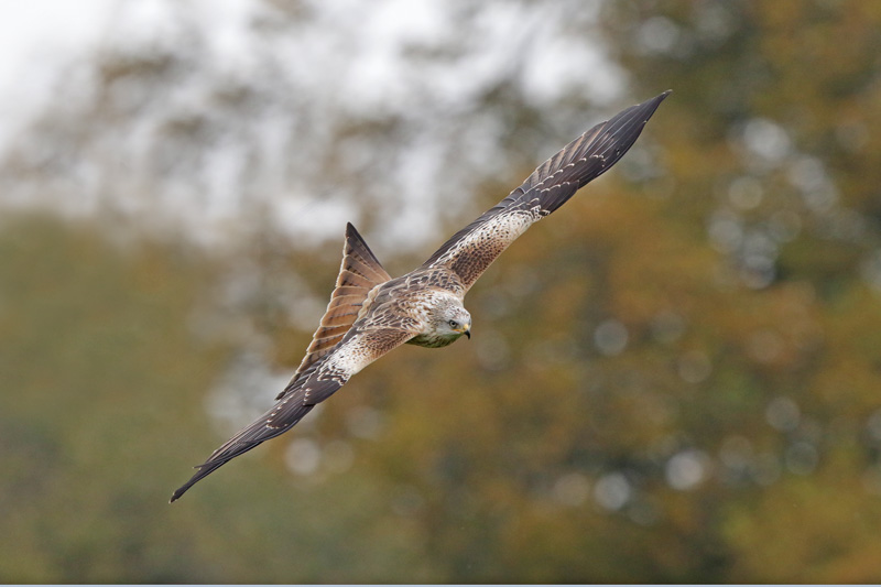 Red Kite