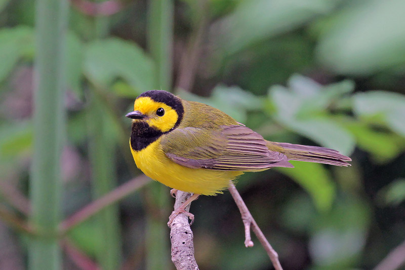 Hooded Warbler