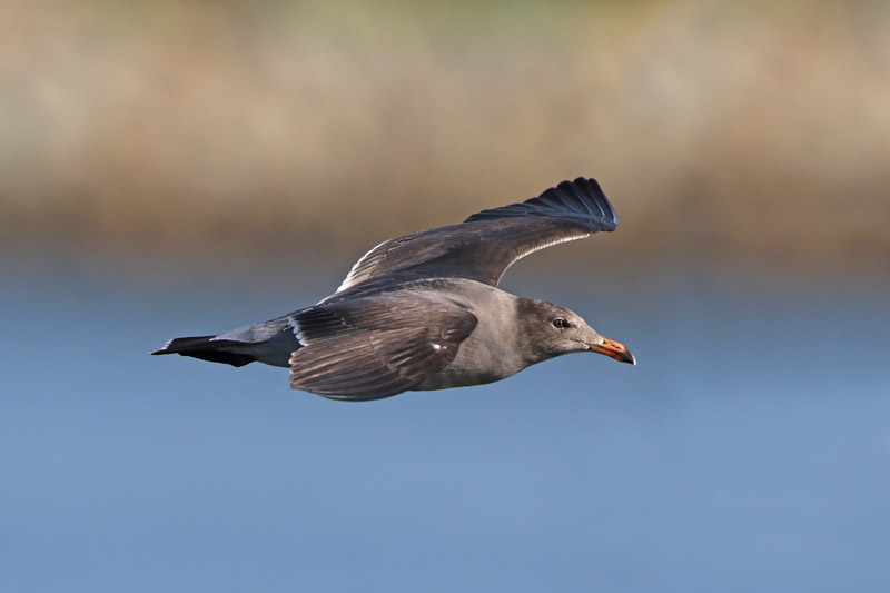 Heermann's Gull