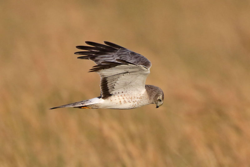 Northern Harrier