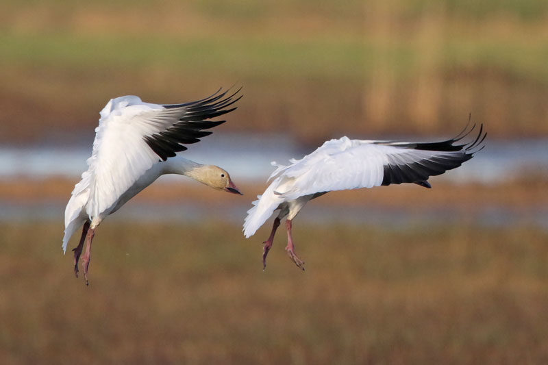Snow Goose