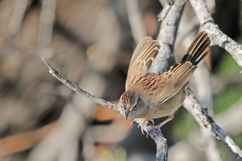 Botteri's Sparrow