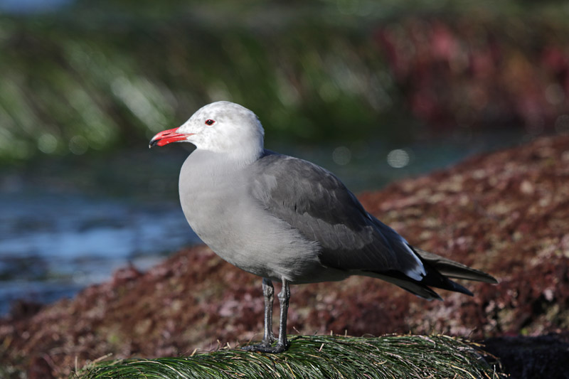 Heermann's Gull