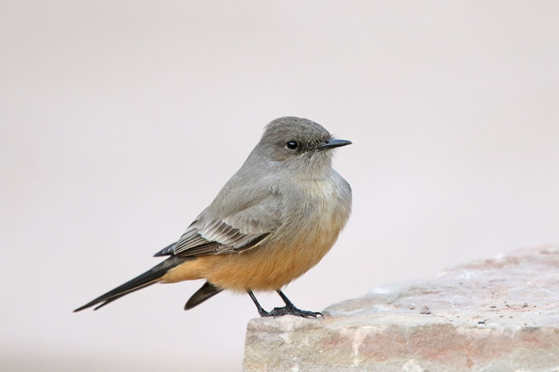 Say's Phoebe