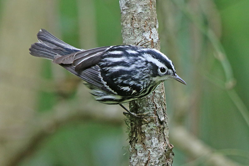 Black-and-White Warbler