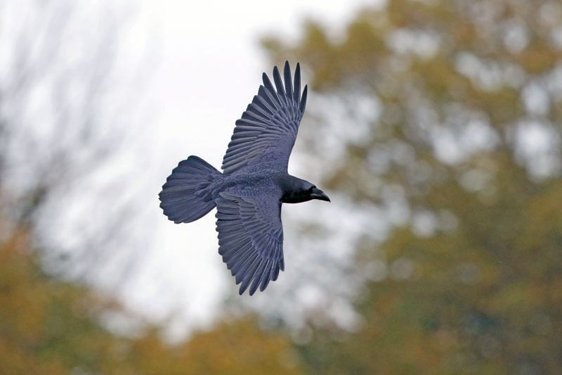 Common Raven