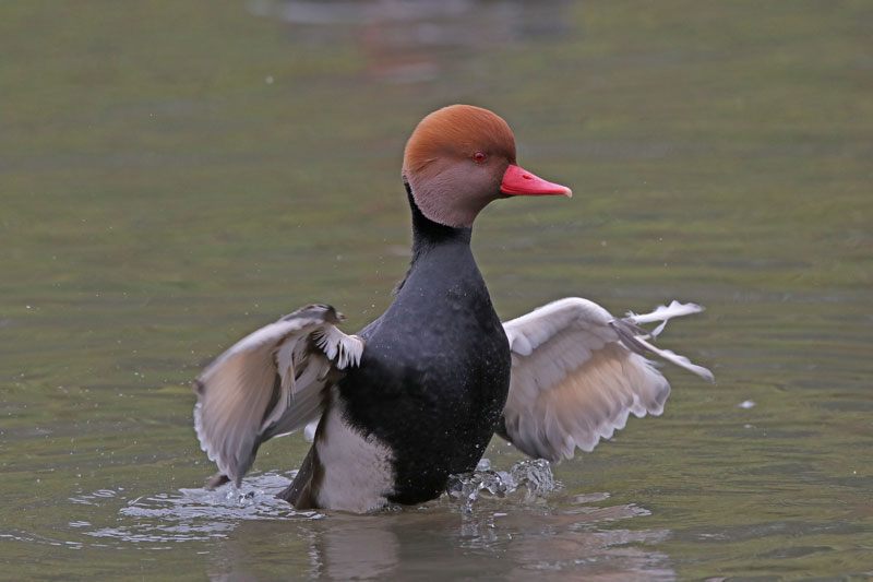 Red-creasted Pochard