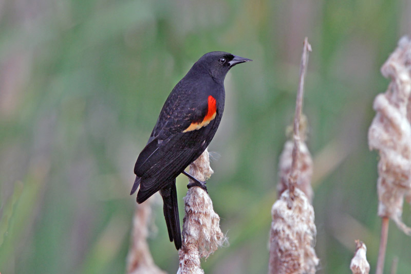 Red-winged Blackbird