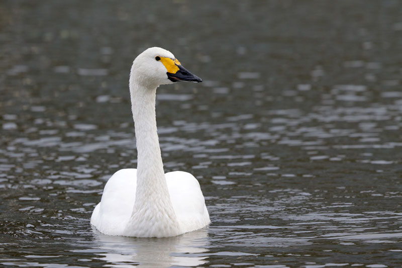 Bewicks Swan 