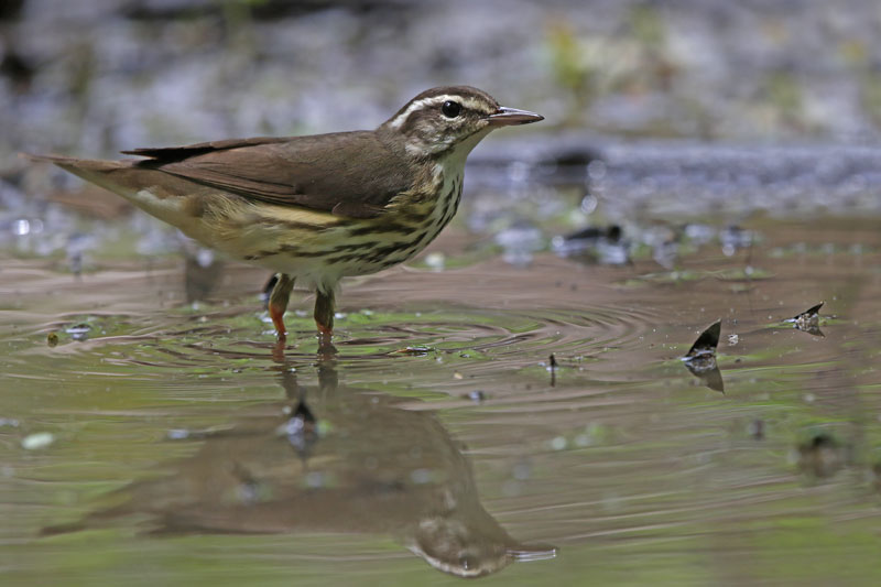 Louisiana Waterthrush