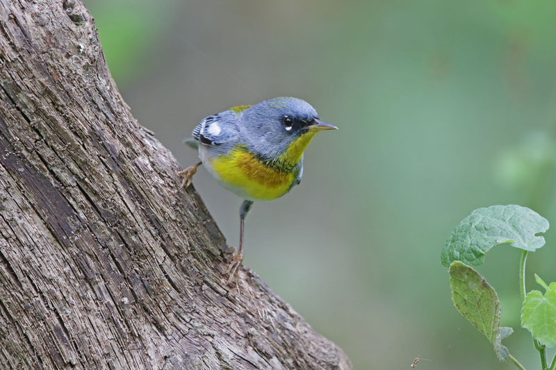 Northern Parula