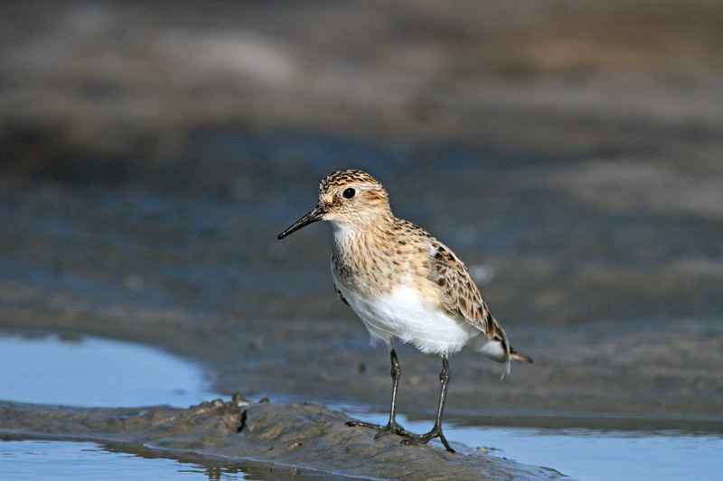 Baird's Sandpiper