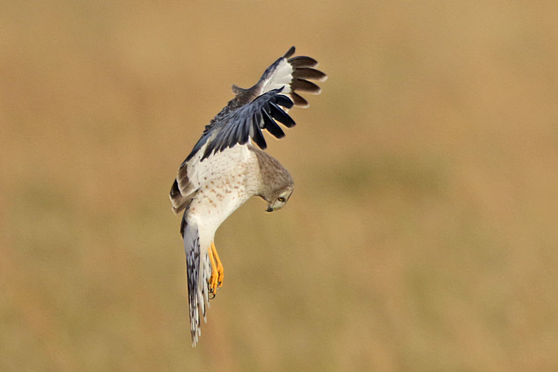 Northern Harrier