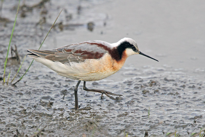 Wilson's Phalarope