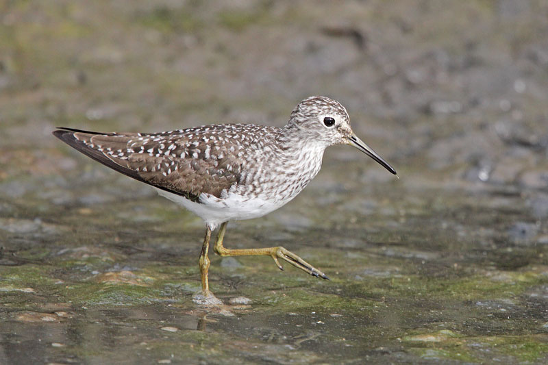 Solitary Sandpiper