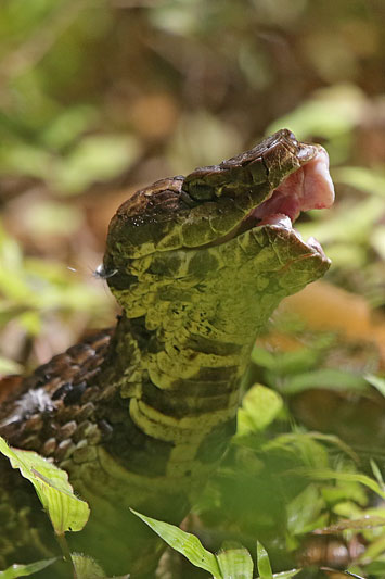 Cottonmouth