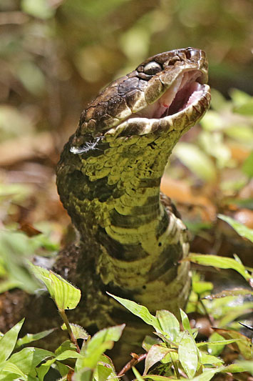 Cottonmouth