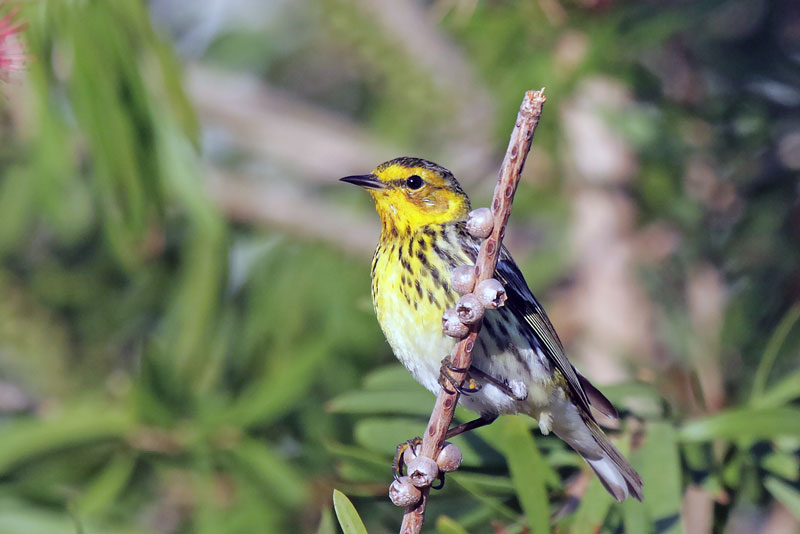 Cape May Warbler