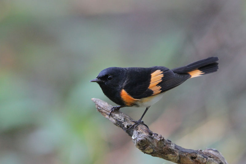 American Redstart