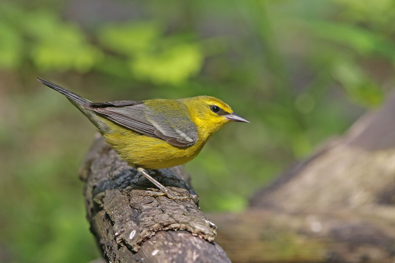 Blue-winged Warbler